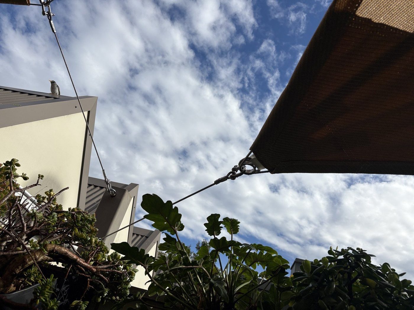 A brown shade sail corner on a tensioned cable above potted succulents and cream rendered units., Narrabeen